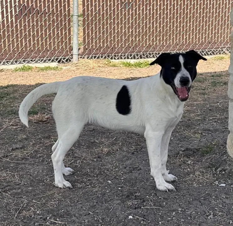 Betty Davis thumbnail 5