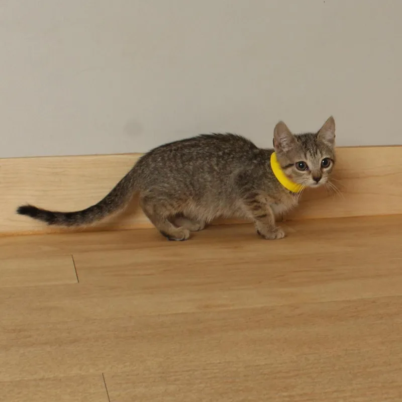 A baby small-sized female Brown / Chocolate Domestic Short Hair cat named Maki C for adoption in Minnetonka, MN
