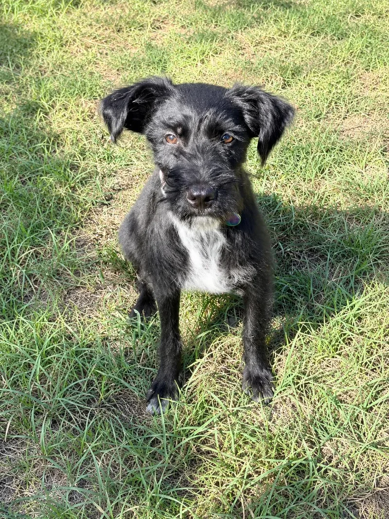 A baby small-sized female Black Terrier dog named Pepper for adoption in Vernon, CT