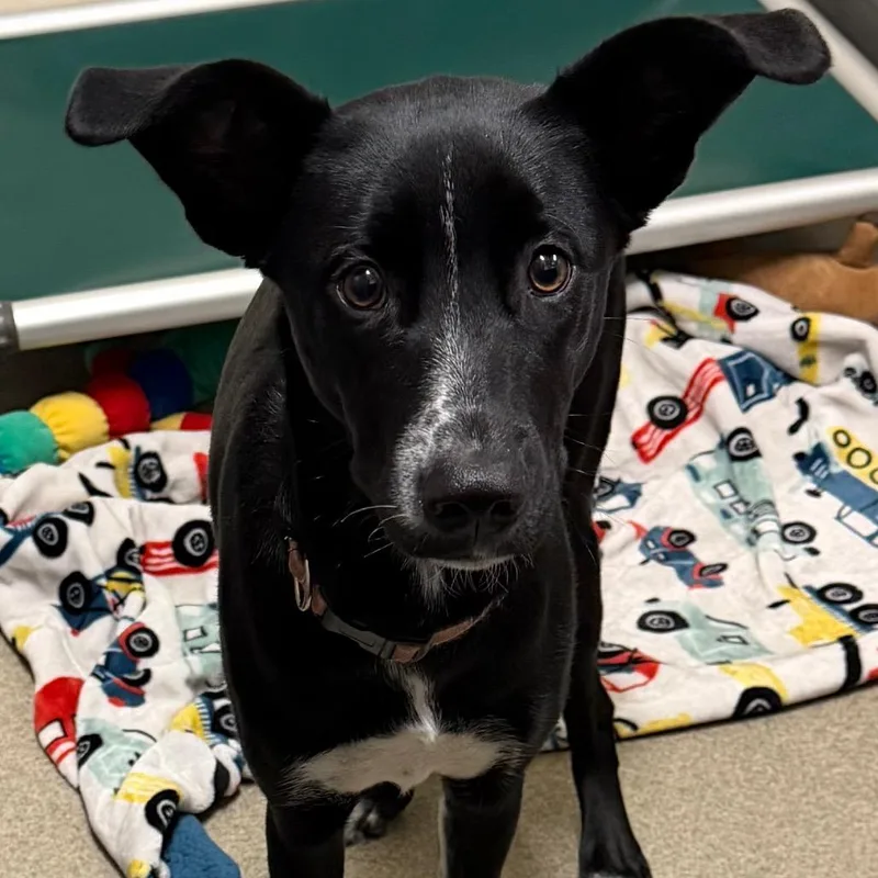 A young medium-sized female Mixed Breed dog named Maisey for adoption in Waukesha, WI