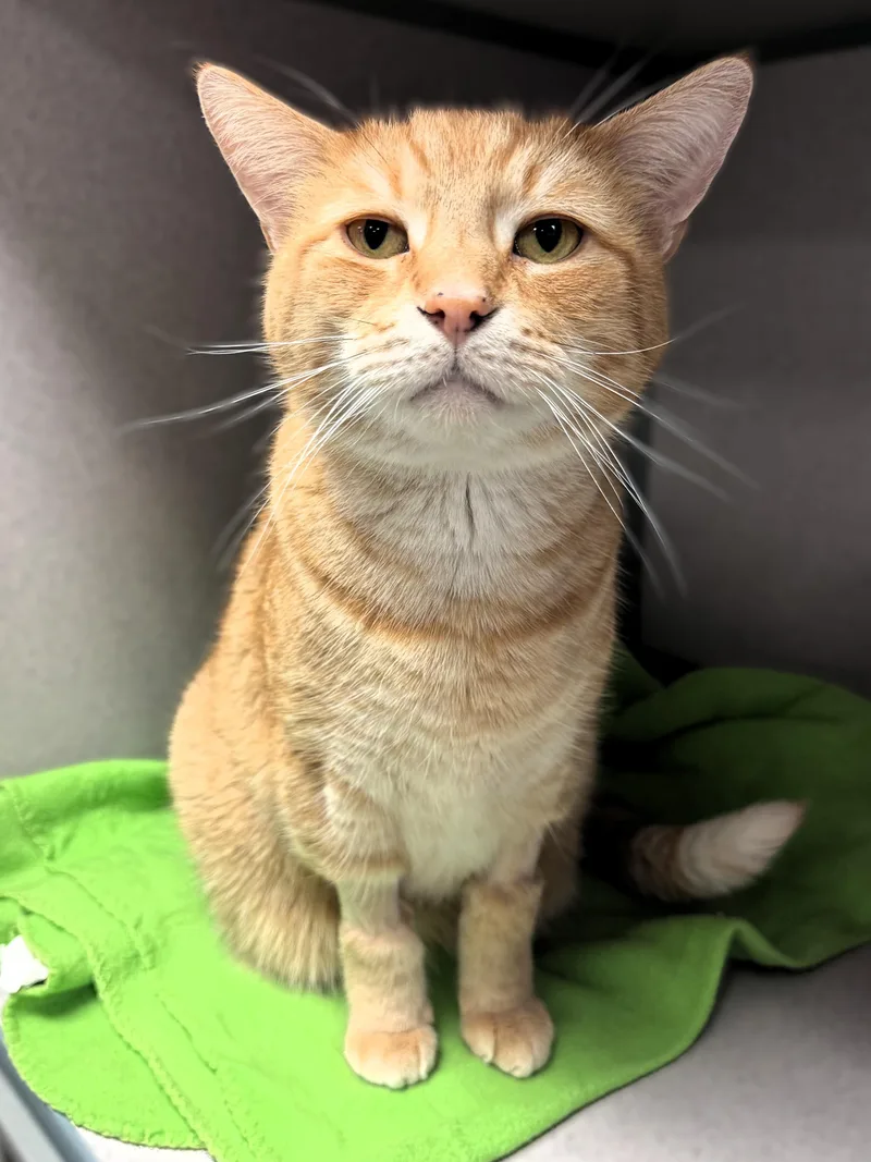 An adult large-sized male Tabby (Orange / Red) Domestic Short Hair cat named George for adoption in Pekin, IL