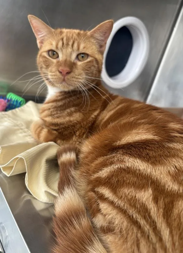 An adult medium-sized male Domestic Short Hair cat named Pablo for adoption in Staten Island, NY