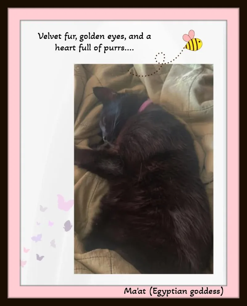 An adult medium-sized female Black Domestic Short Hair cat named Ma'at — named for for adoption in Winston Salem, NC