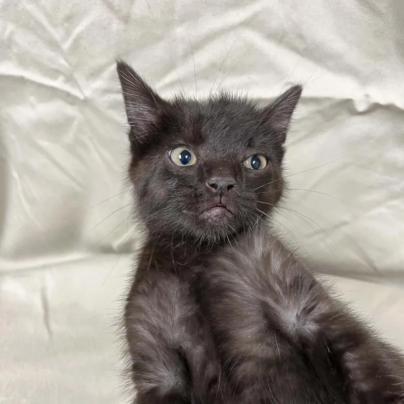 A baby small-sized male Black Domestic Short Hair cat named Dennis for adoption in Charlottesville, VA