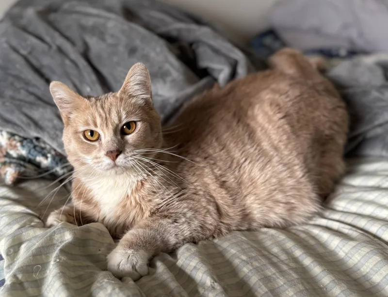 Buttercup thumbnail 2