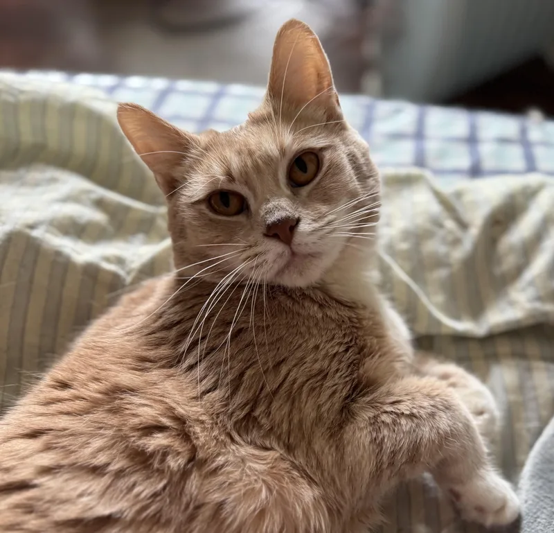 Buttercup thumbnail 3