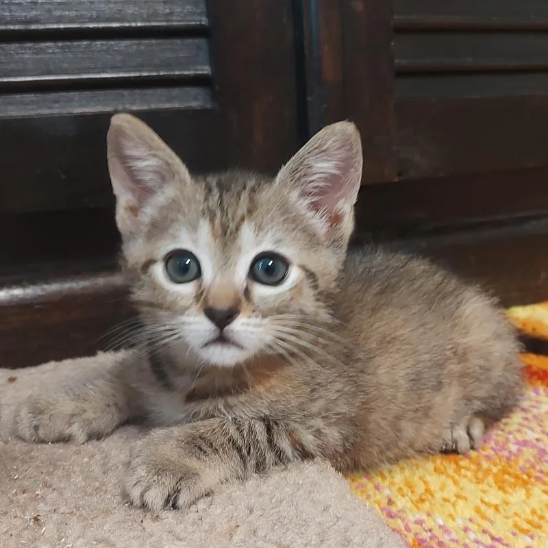 A baby small-sized female Black Domestic Medium Hair cat named Princess Peach for adoption in Chattanooga, TN