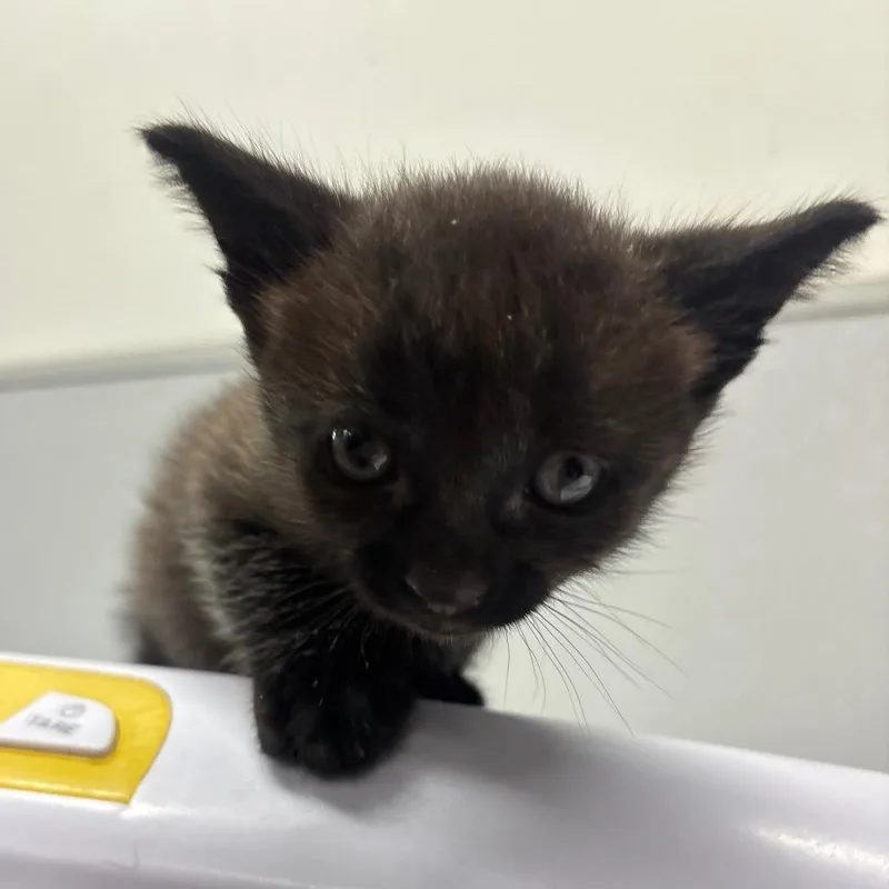 A baby small-sized male Black Domestic Short Hair cat named Cole for adoption in Tampa, FL