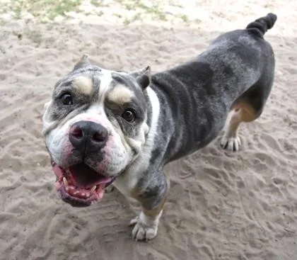An adult medium-sized female Gray / Blue / Silver American Bully dog named Zara for adoption in Inverness, FL