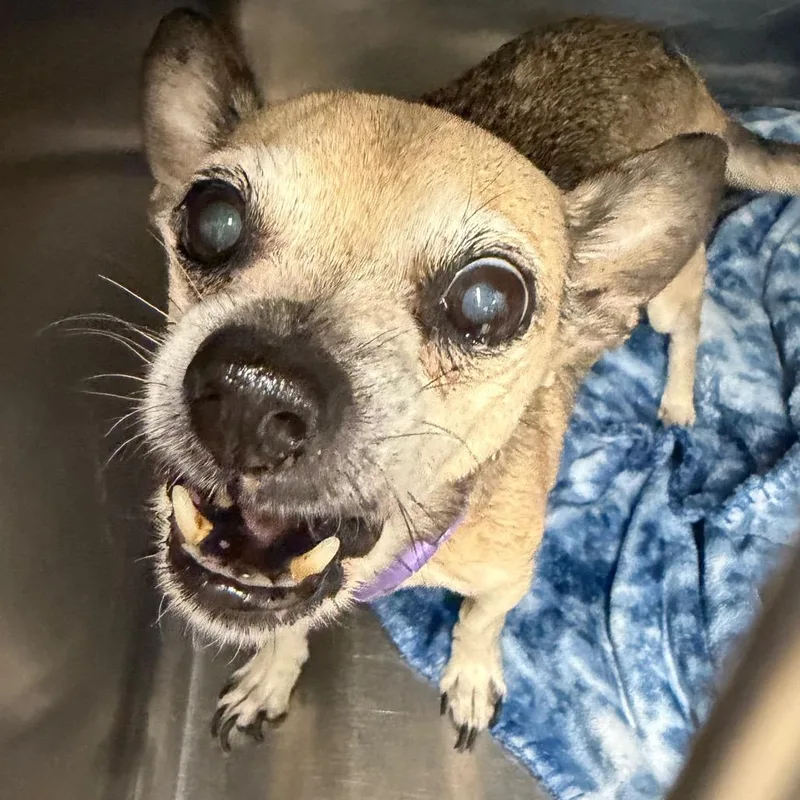 A senior small-sized female Brown / Chocolate Chihuahua dog named Ursula for adoption in Lake Jackson, TX