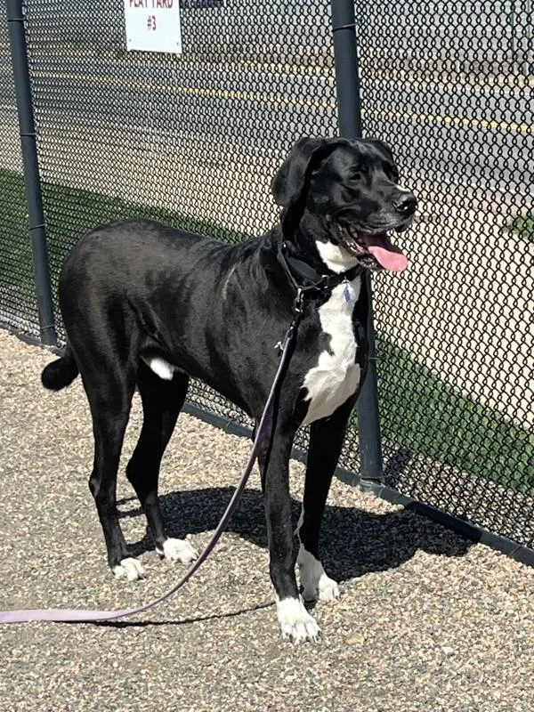 An adult extra large-sized male Great Dane dog named Santino for adoption in Golden, CO