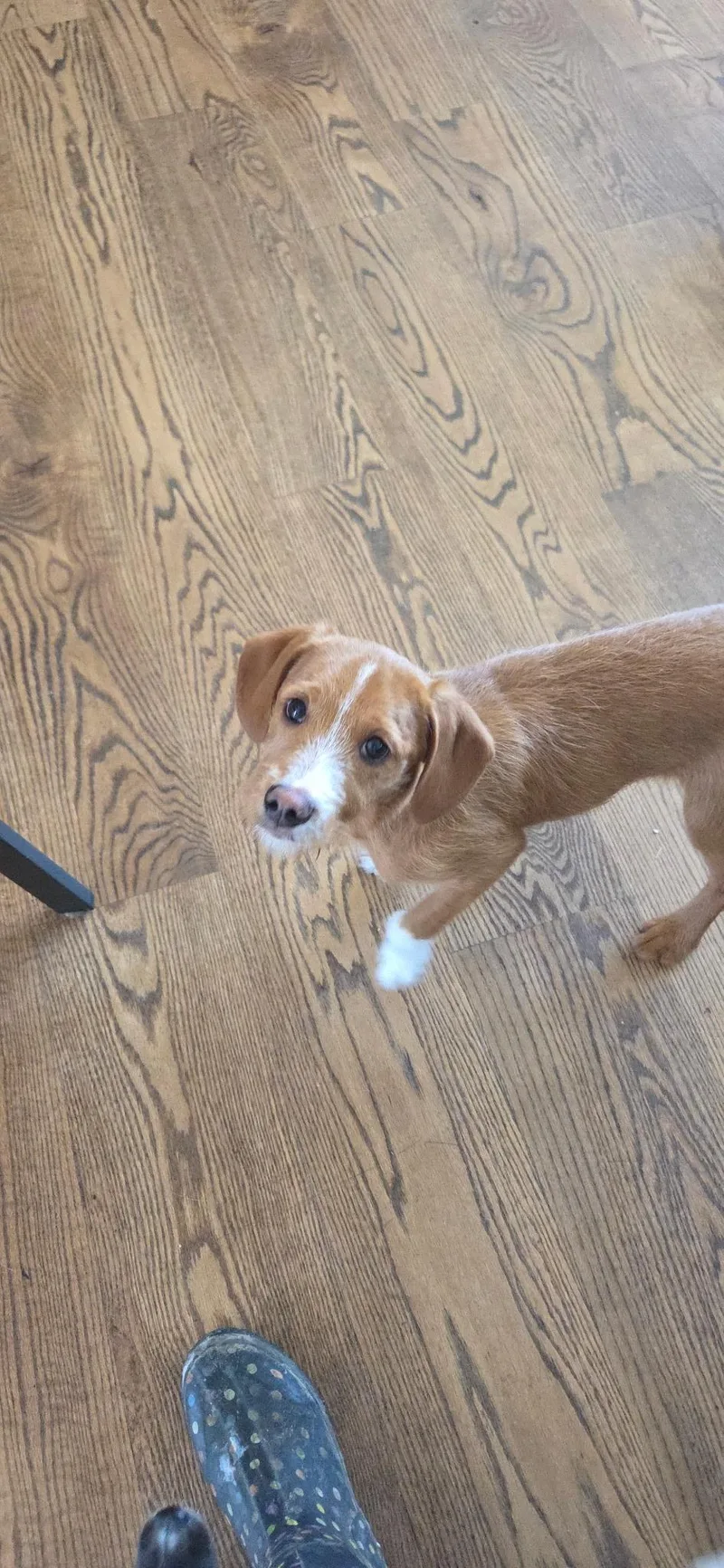 A baby medium-sized male Golden Goldendoodle dog named Ernie for adoption in Warren, MI