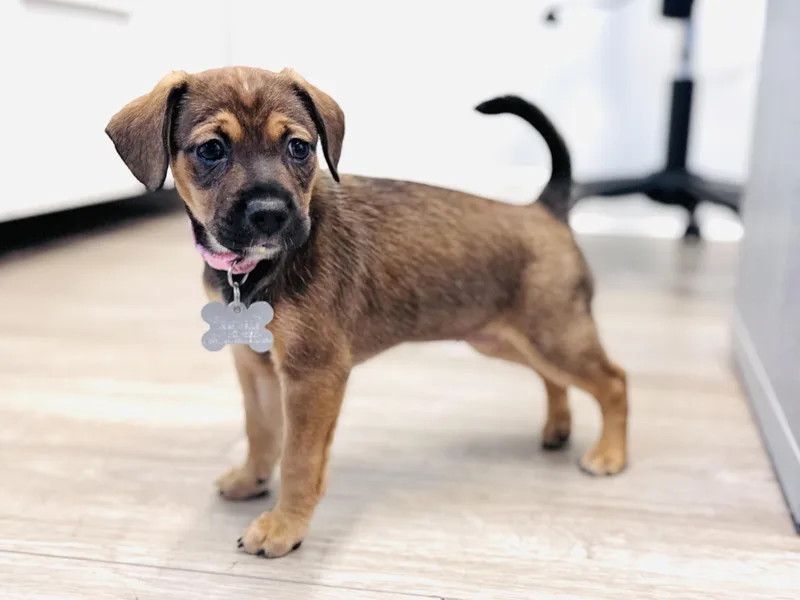 A baby medium-sized female Puggle dog named Charlotte for adoption in Palatine, IL