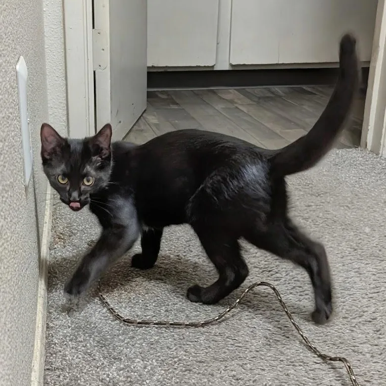 A baby medium-sized female Black & White / Tuxedo Domestic Short Hair cat named Sequoia for adoption in Midvale, UT