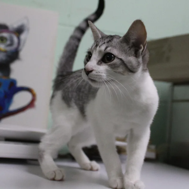 A baby small-sized female Gray / Blue / Silver Domestic Short Hair cat named Lovanna for adoption in Valley, AL