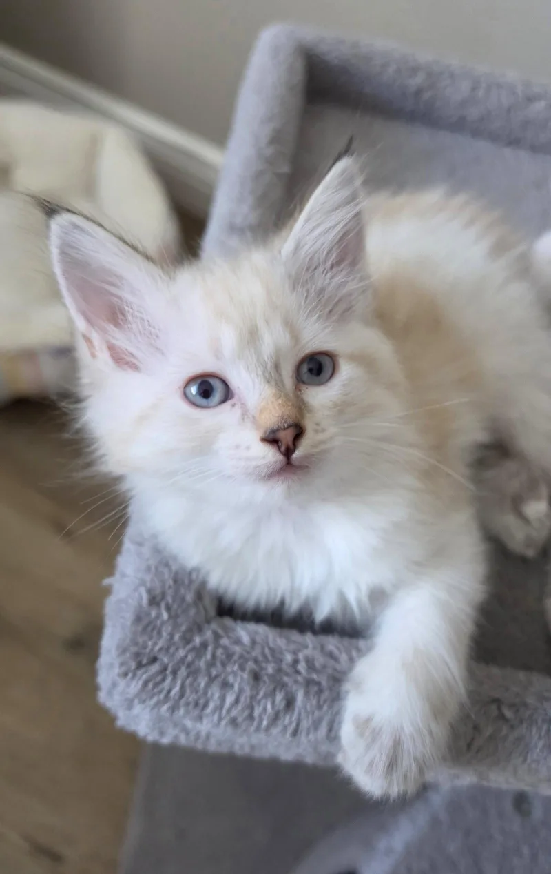 A baby medium-sized female Buff / Tan / Fawn Siamese cat named Marigold for adoption in Campbell, CA