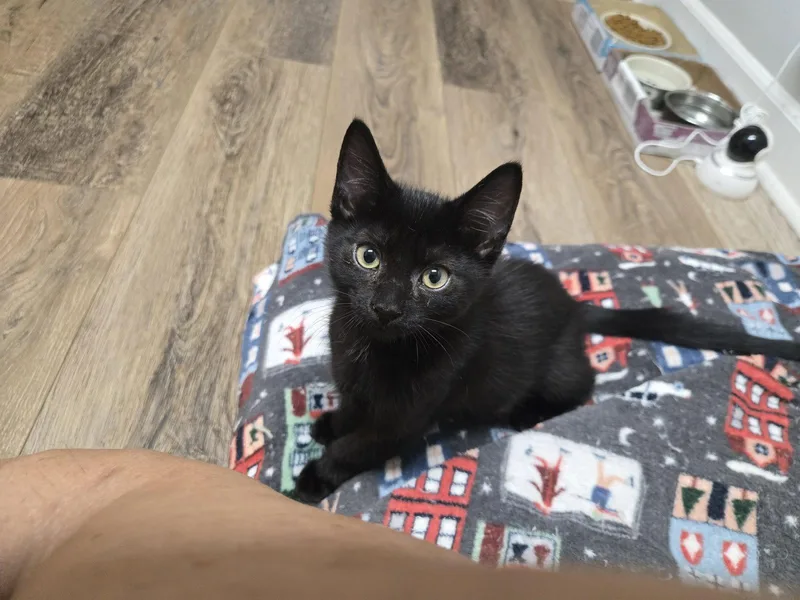 A young small-sized male Black Domestic Short Hair cat named Loki for adoption in Columbus, OH