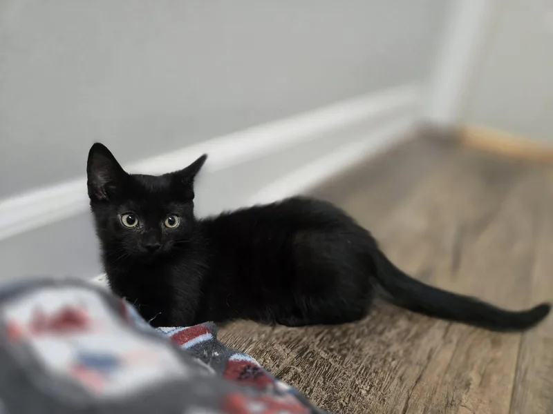 Loki thumbnail 2