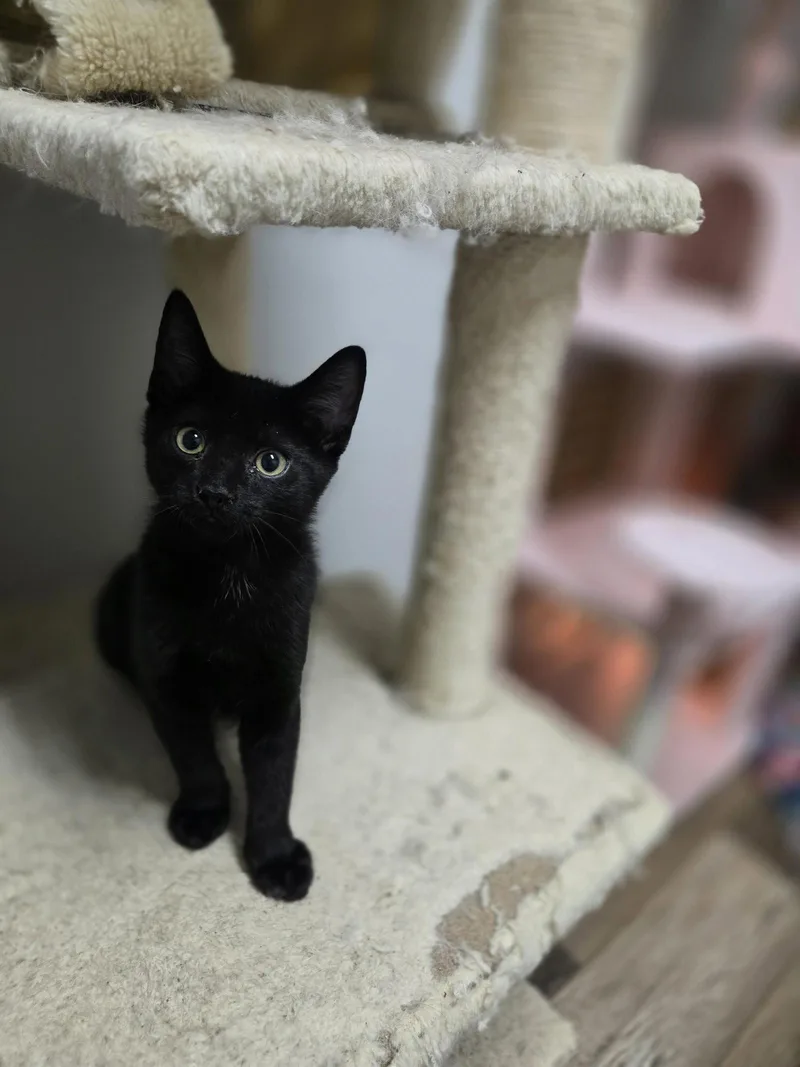 Loki thumbnail 3