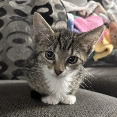 A baby small-sized male Tabby (Tiger Striped) Domestic Short Hair cat named Max for adoption in Kirksville, MO