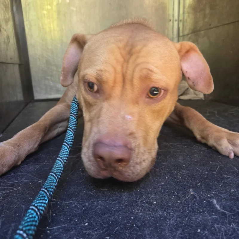 An adult medium-sized male Pit Bull Terrier dog named Leviticus for adoption in Birmingham, AL