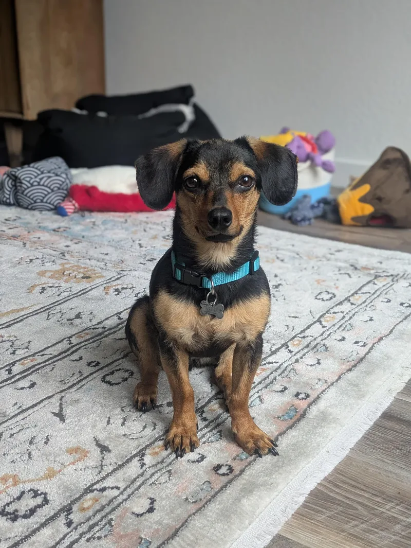 A young small-sized male Bicolor Chiweenie dog named Freddie for adoption in lynnwood , WA
