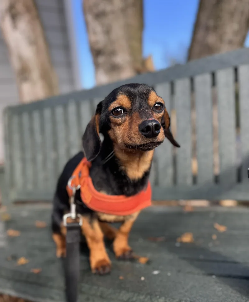 Freddie thumbnail 6