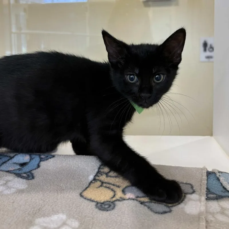 A baby small-sized female Black Domestic Short Hair cat named Lily Lovebraids for adoption in Beaumont, TX