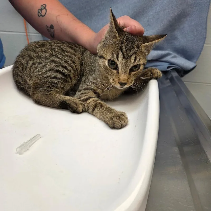 A baby small-sized male Domestic Short Hair cat named Frank for adoption in Parkersburg, WV