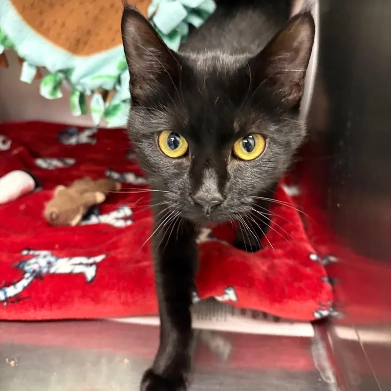A young medium-sized female Black Domestic Short Hair cat named Ballerina for adoption in Brockton, MA