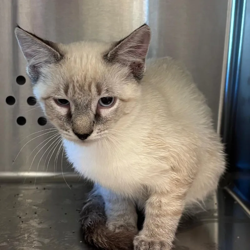 A baby small-sized male Lilac Point Domestic Short Hair cat named Glacier for adoption in Norman, OK