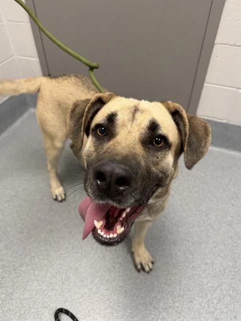 A young large-sized male Labrador Retriever dog named Buddy for adoption in Indianapolis, IN