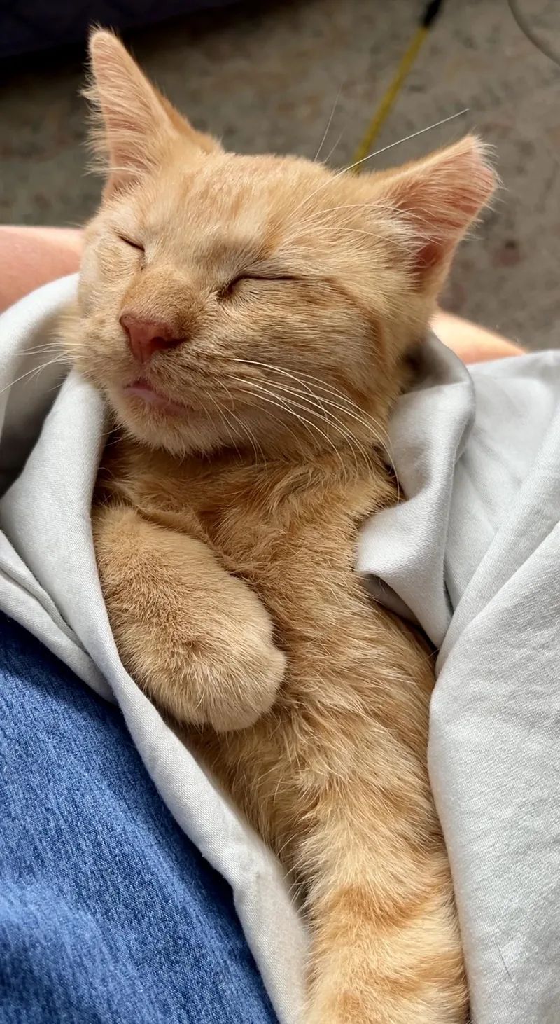 Baby Willis thumbnail 2