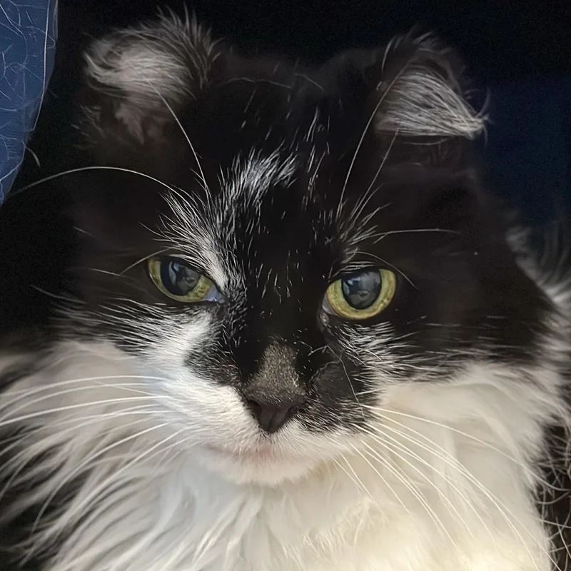 Fancy Pants thumbnail 2