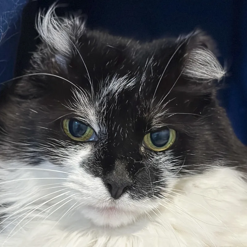 Fancy Pants thumbnail 3