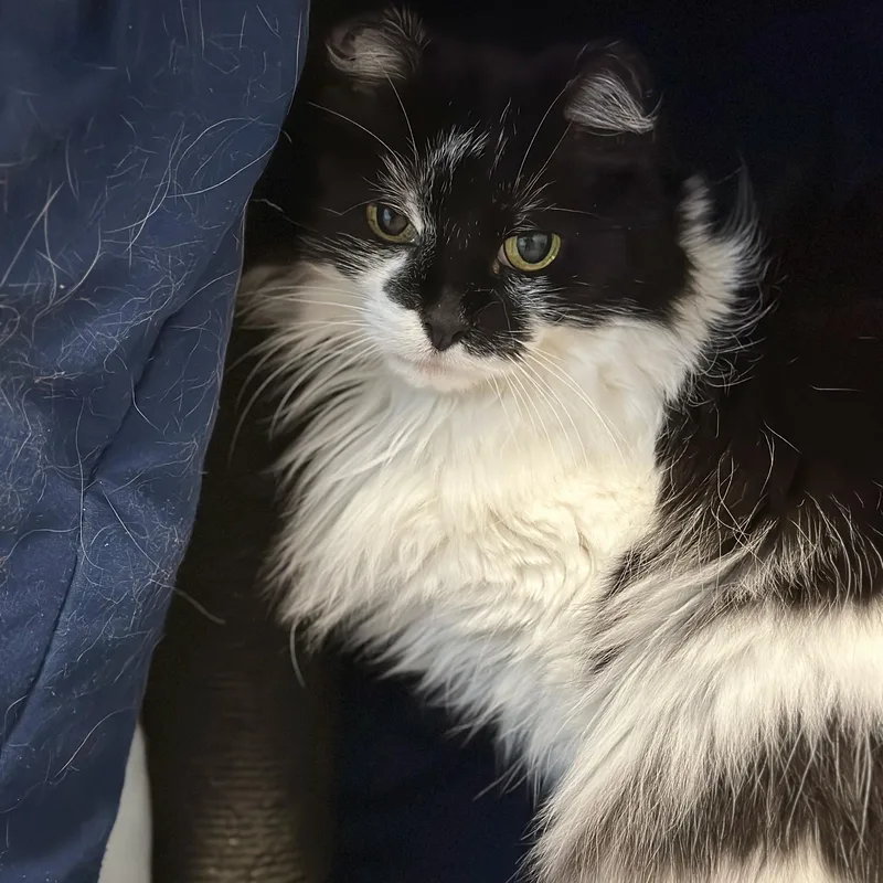 Fancy Pants thumbnail 4