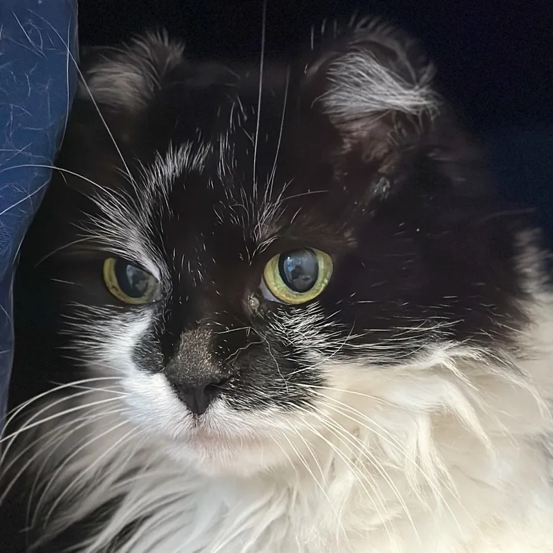 Fancy Pants thumbnail 5