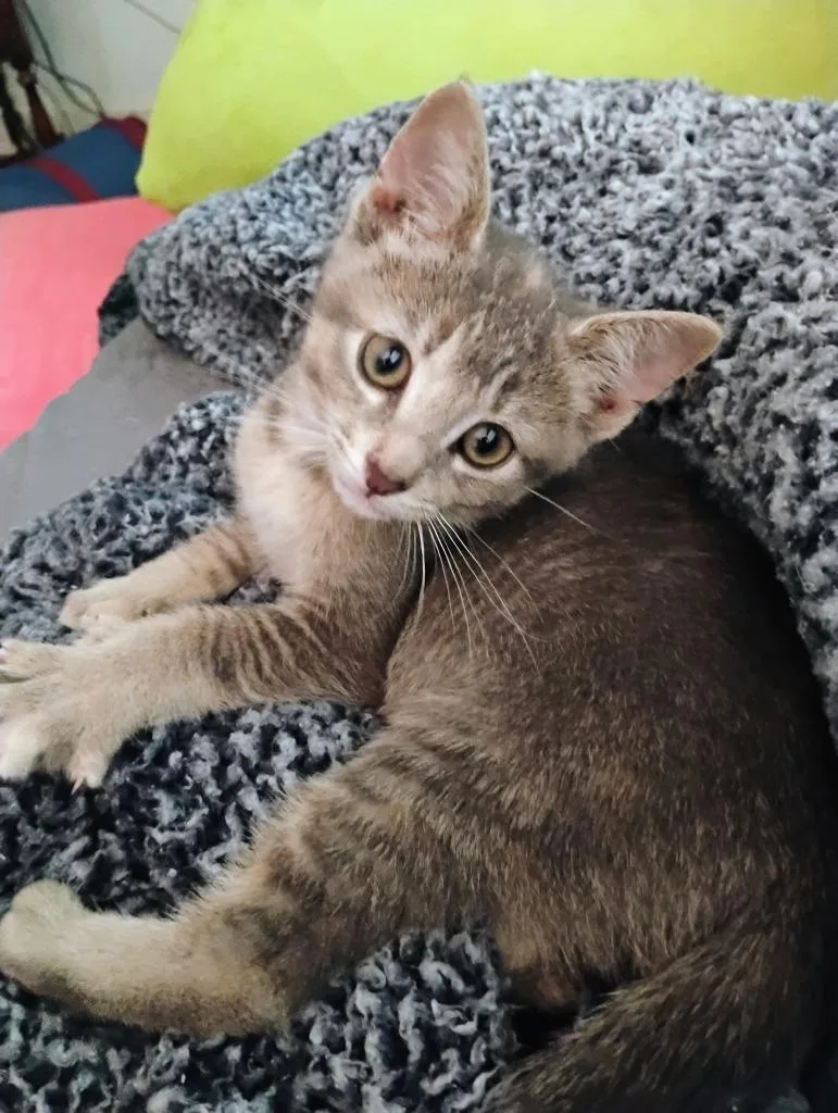 A baby medium-sized female Domestic Short Hair cat named Soup for adoption in Hamilton, OH