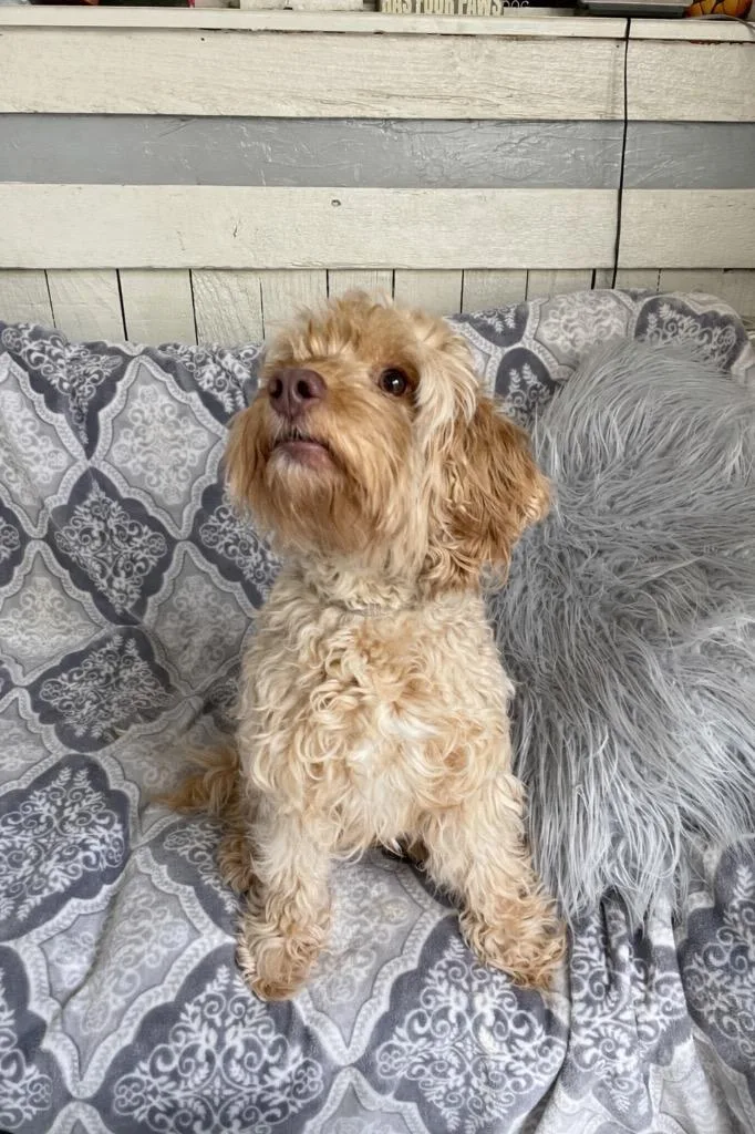 An adult small-sized female Poodle dog named Mor for adoption in Fort Worth, TX