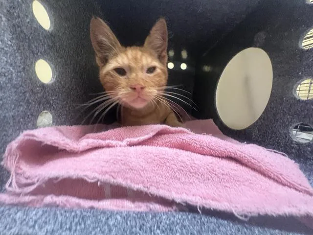 A young small-sized male Domestic Short Hair cat named Zest for adoption in Tustin, CA