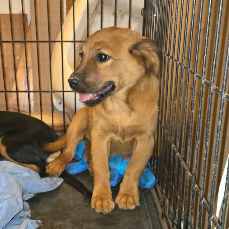 A baby small-sized female Brown / Chocolate Hound dog named Thelma for adoption in Southington, OH