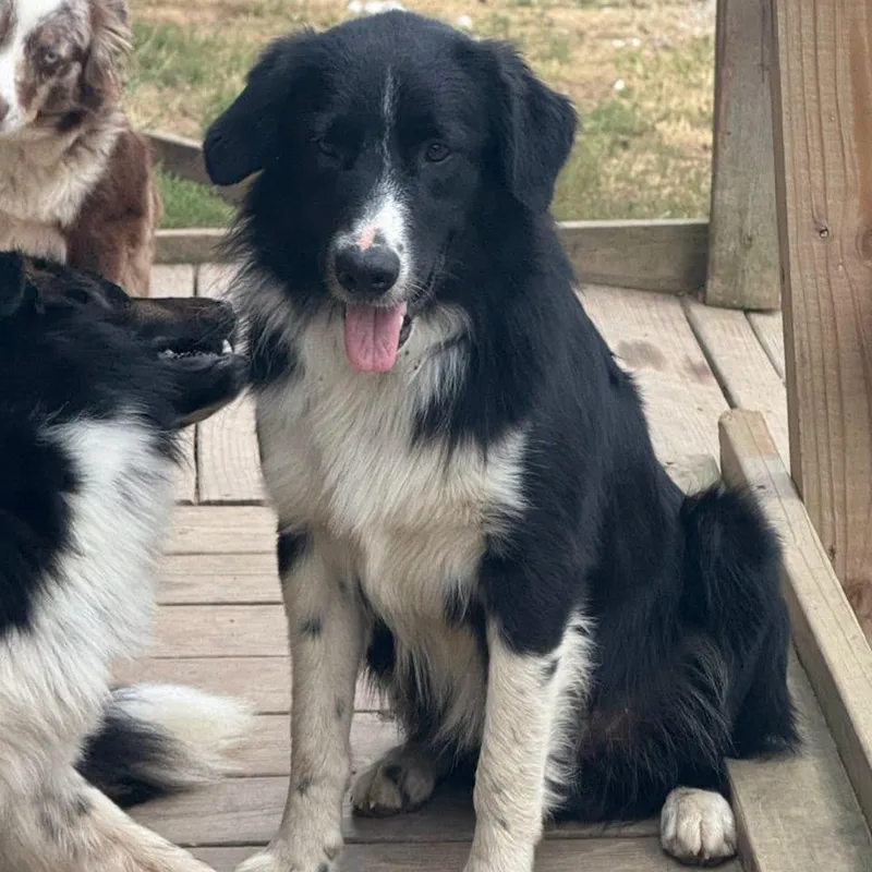 An adult medium-sized male Australian Shepherd dog named Hayes for adoption in Madison, WI