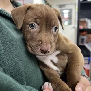 A baby medium-sized female Labrador Retriever dog named Twix for adoption in Danbury, CT
