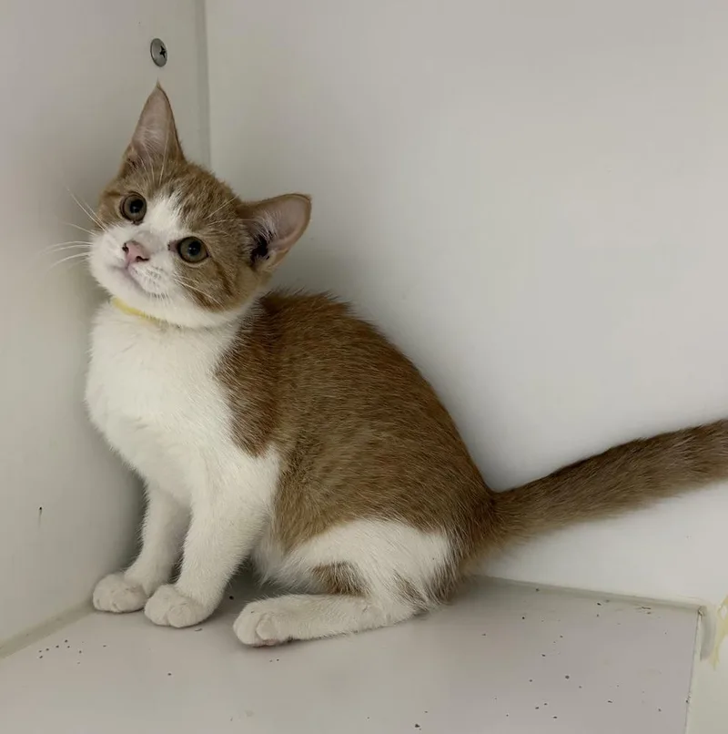 A baby small-sized female Orange & White Domestic Short Hair cat named Spunky for adoption in Rochester, IN