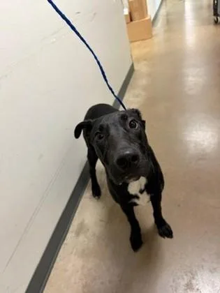 A young large-sized male Labrador Retriever dog named Diggy for adoption in Irving, TX