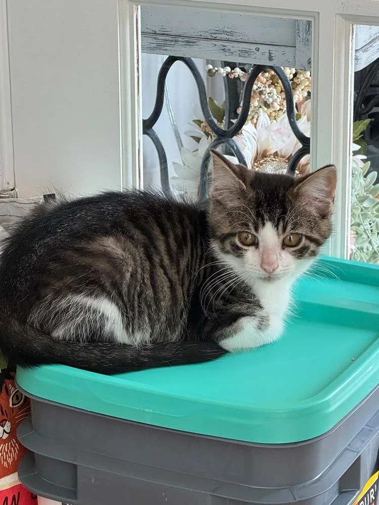 A baby small-sized male Domestic Short Hair cat named Merle for adoption in West Mifflin, PA