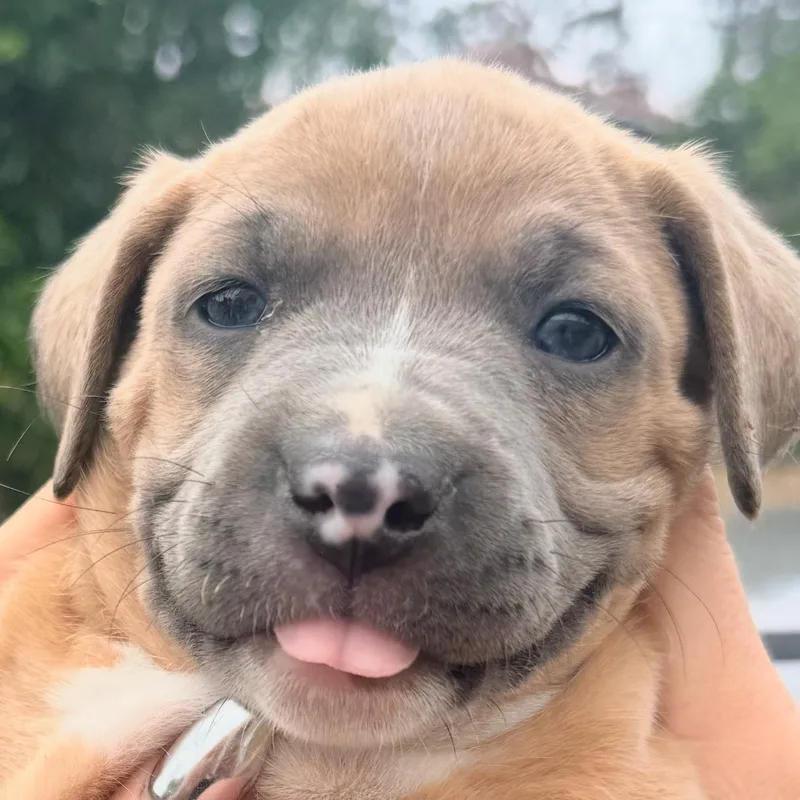 A baby medium-sized female Boxer dog named Selena for adoption in Whittier, CA