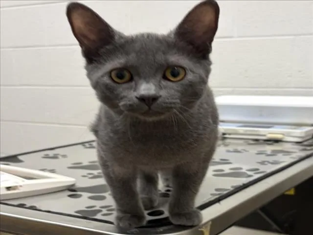 A young medium-sized male Domestic Short Hair cat named Sly for adoption in Derwood, MD