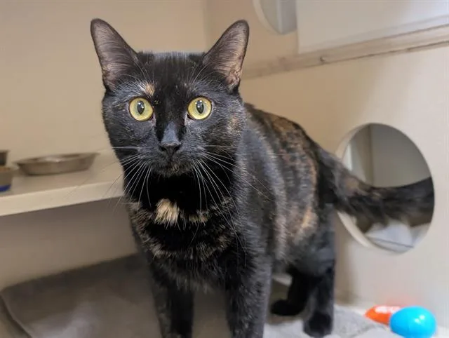 An adult small-sized female Domestic Short Hair cat named Tortie for adoption in Denver, CO