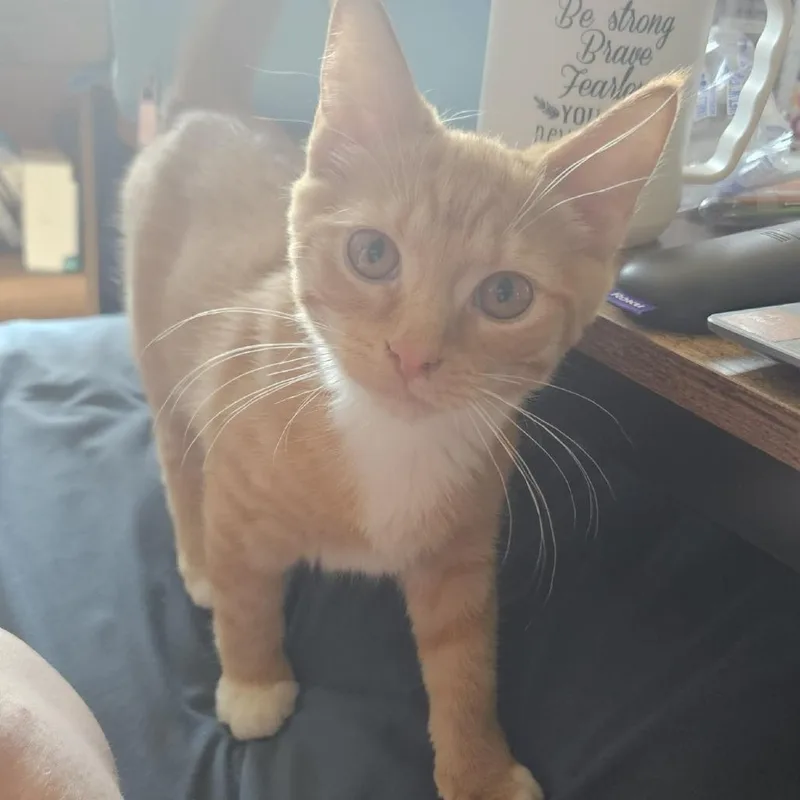 A young small-sized male Orange / Red Domestic Short Hair cat named Garfield for adoption in callao, VA